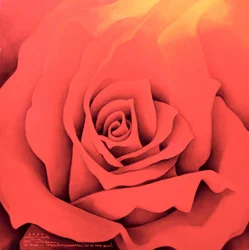 La Rosa nel Festival della Luce